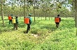 Công ty TNHH Phát triển Cao su Bà Rịa - Kampong Thom: Thành quả sau 5 năm đầu tư 